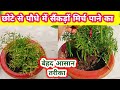 सैंकड़ों हरी मिर्च पानी का बेहद आसान तरीका। All information about green chilli plant
