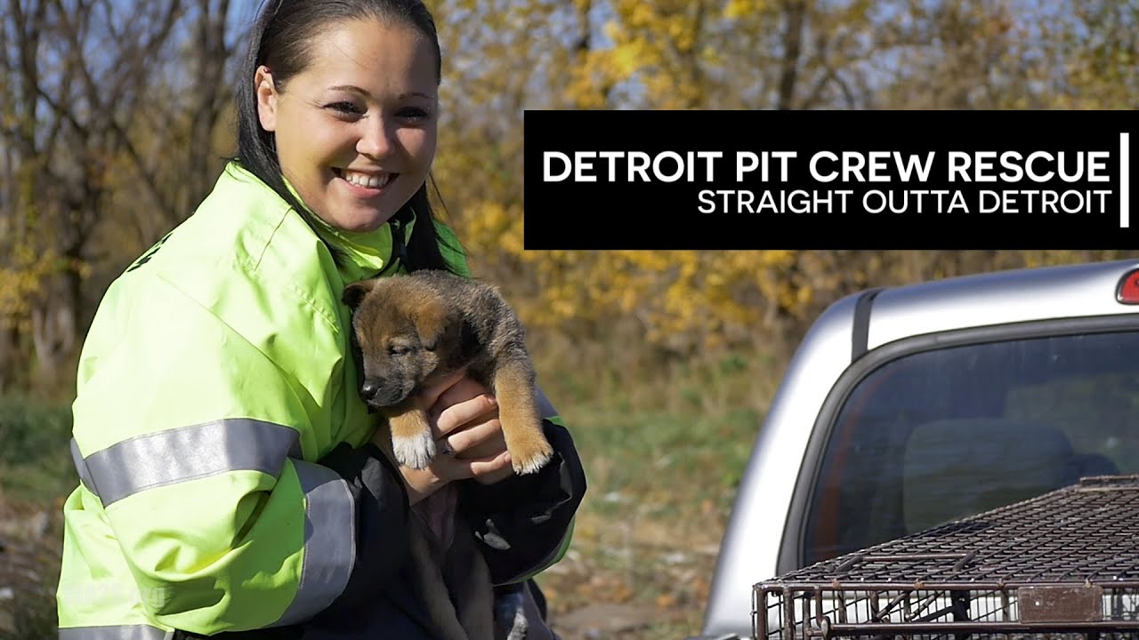 Caught On Camera! Abandoned Puppies Rescued from Under House in Detroit ...
