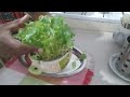 Horse gram microgreens🌱🌱🌱