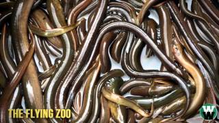 10 Strangest Things Found By Airport Security.mp4