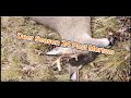 Deer Season 24 Post Mortem from the Spray Foam Blind