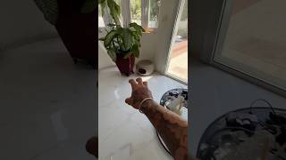 Doing Kuchi Kuchi to my chihuahuas🐈🐒 😂part71