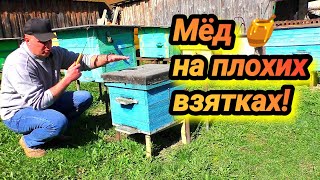 Как взять мёд на плохих взятках? В корпусном улье и в лежаке.