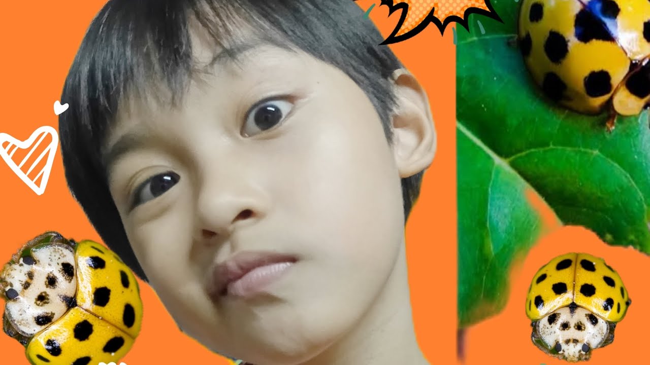 น้องคาโต้ | เต่าทอง หรือ เต่าลาย 🤣🤣🤣