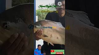 Kawan Angler Strike..!! || Bawal Babon 15.Kg #shorts