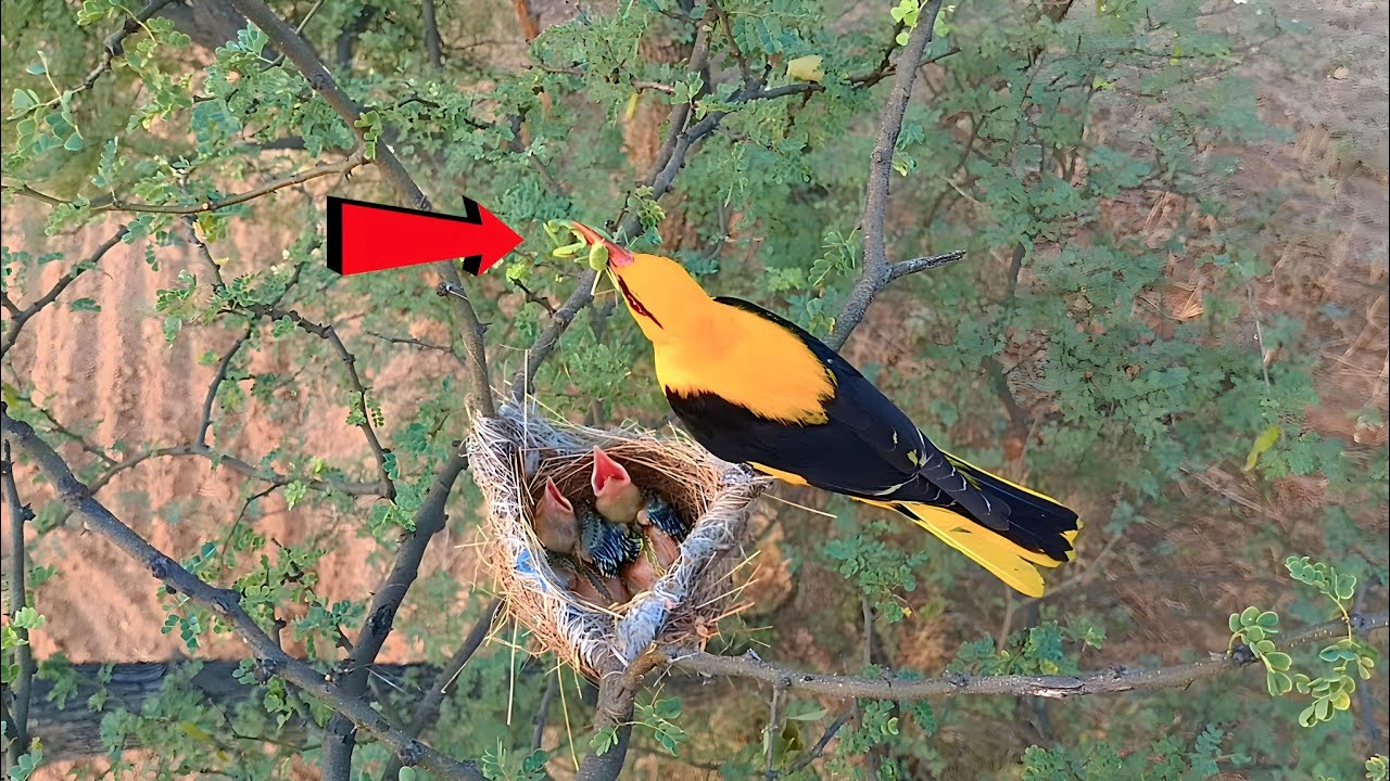 Eurasian golden oriole bird feeding baby mantis 