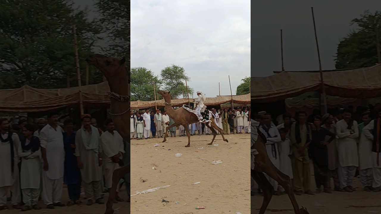 Pakistan–India Border Fair | Amazing Camel Racing II Lucky Bhai
