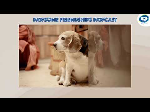 Pawsome frienships, a side of life with NIMI , our Beagle baby.