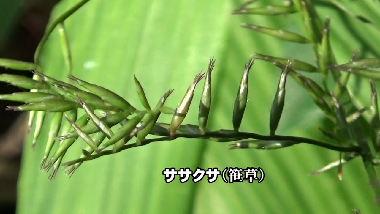 30秒の心象風景17701・ササの葉のような草～ササクサ～ - YouTube