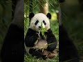 Baby Panda | Cutest Baby Animals in the World 🐼