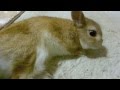 なんてことない　くつろぎモードのモキュ様