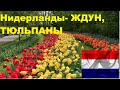 Амстердам 🇳🇱 парк тюльпанов. ( интересная поездка) #Нидерланды #Амстердам