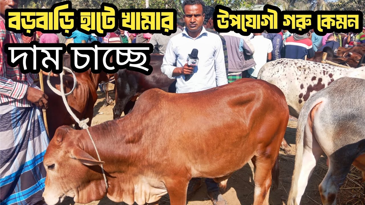 @১৭/১২/২৫, শাহিওয়াল জাতের ভালো মানের গরু গুলো, রংপুর বিভাগের বড় বাড়ি হাটে, কেমন দাম চাচ্ছে দেখুন!