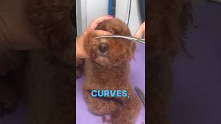 TEDDY BEAR #prodoggroomer #doggrooming #cockapoo #doggroomingtips #cockapoogrooming #dogs