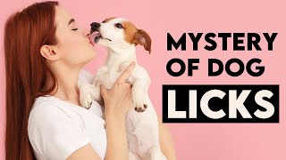 Unveiling the Mystery of Dog Affectionate Licks by Amazing Dogs 379 views 5 days ago 10 minutes, 7 seconds