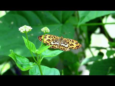 ভিডিও: মারিয়া কেরির বাগদত্তা একটা কেলেঙ্কারি করেছিল