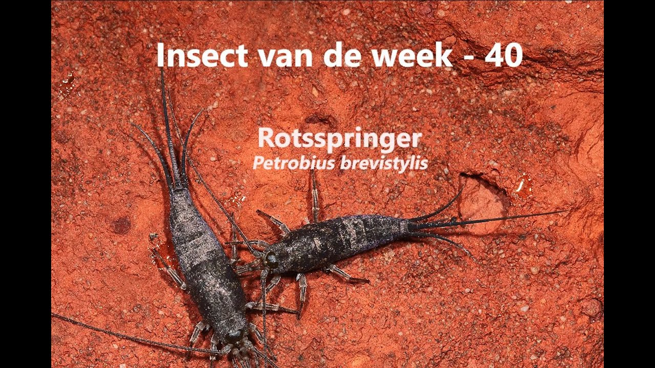 Rotsspringer Insect Insect van de Week 40: Rotsspringer - YouTube