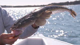How To Catch Flathead | Welcome To Fishing