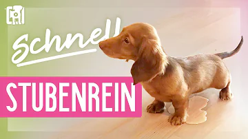 Wie lange dauert es ein Hund stubenrein zu bekommen?