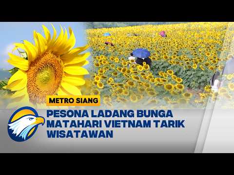 Hamparan Bunga Matahari Bersemi Indah di Vietnam - [Metro Siang]