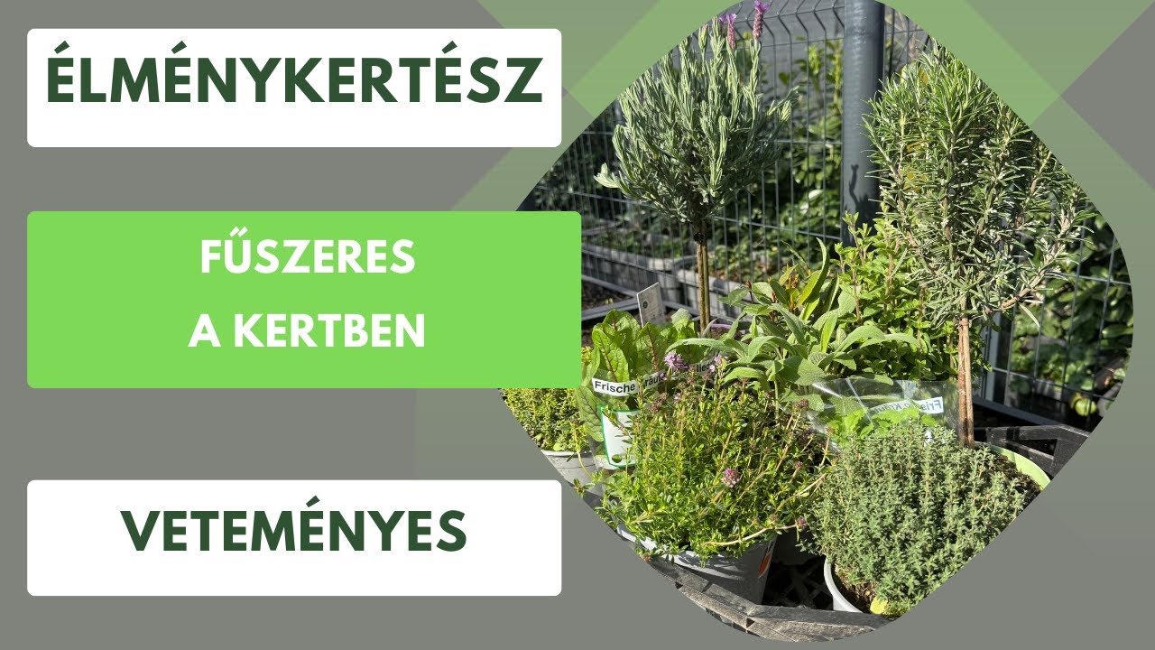 Hogyan hozzunk létre fűszerkertet otthon, kis helyen?🌿 Élménykertész tippek