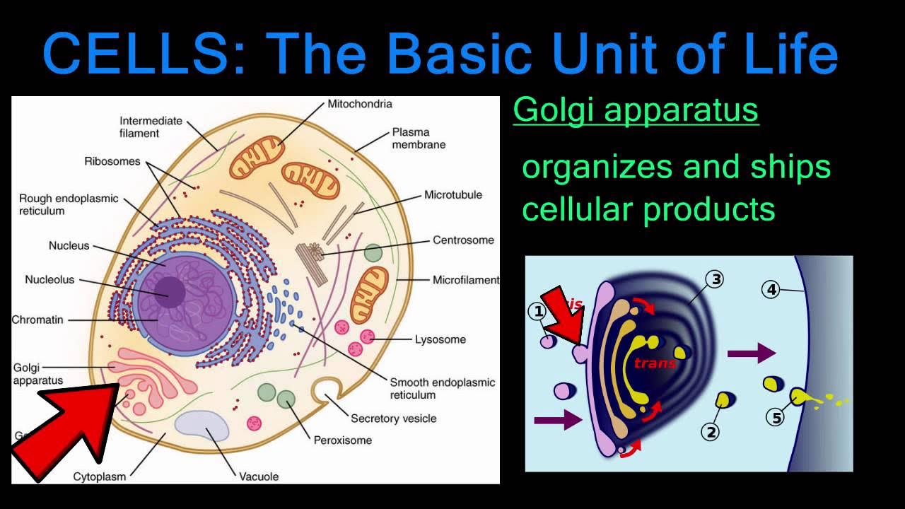 The smallest unit. Basic units of life. cell as a basic unit of life. cells of life dgecson. perfect forms of life cell.