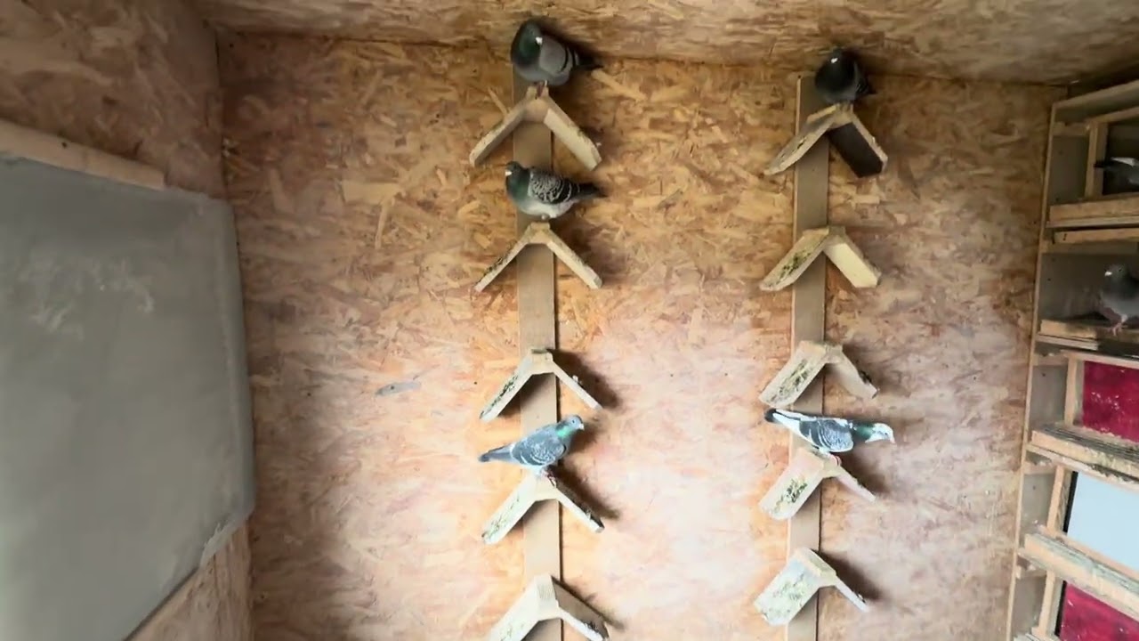 Cea mai grea perioadă dintr-un an columbofilistic…dar e frumoasă 😉🕊️👍