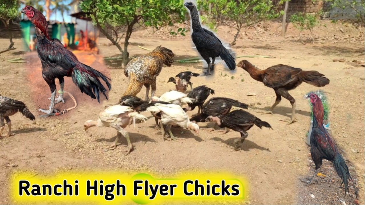 Ranchi Jharkhand High Flyer Chicks || Tamilnadu Murga Murgi Farming || Online Murga 