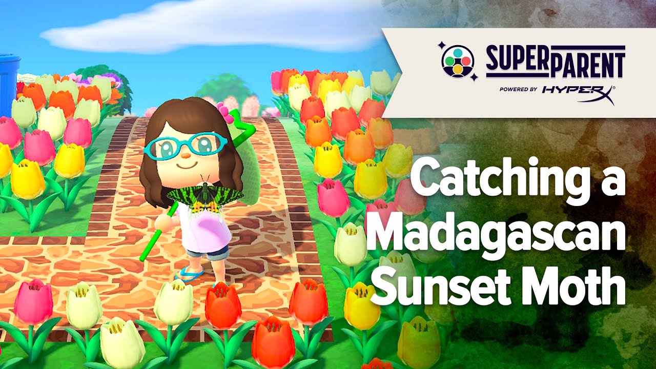 Animal Crossing New Horizons Catching a Madagascan Sunset Moth YouTube