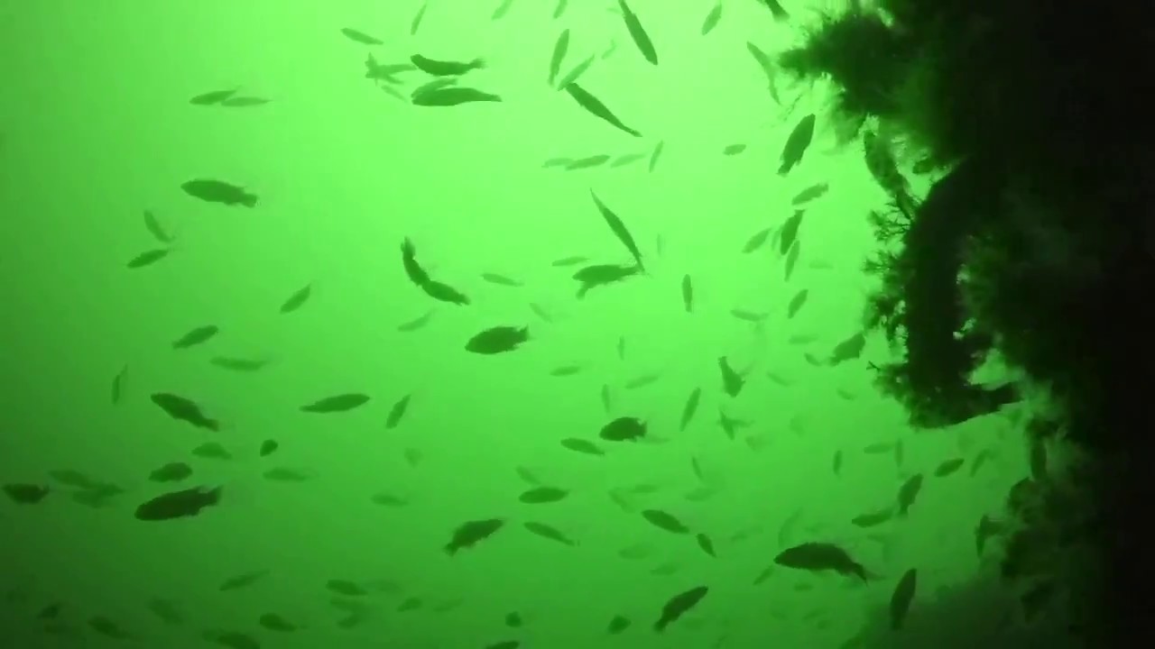 Diving the Algol On the Gypsy Blood