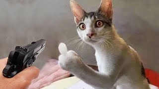 Funny Cat and Dog Videos  Funniest Animals #trending