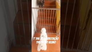 #pets #adestramento #cachorrosfofos #reabilitaçao #shitzu #reatividade #gatilhos