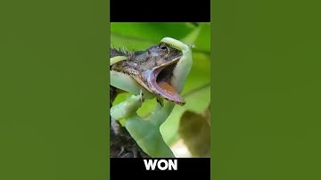 IT BIT A LIZARD😱|Did You Know #shorts