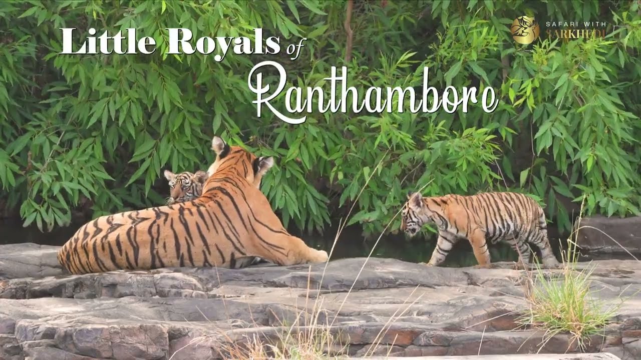 Little Royals 🐾 | The Untold Life of Tiger Cubs in Ranthambore | 4K Wildlife Film