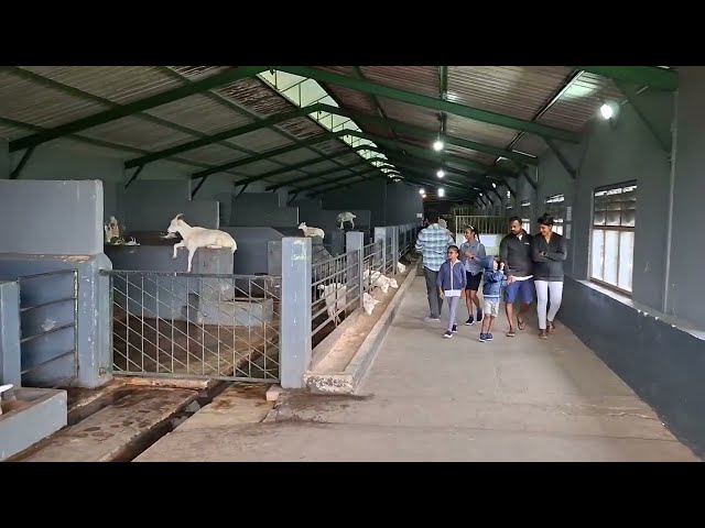 අඹේවෙල ෆාර්ම් එකට යමු  | Ambewela Farm Travel Vlog #srilanka #travel #foryou #travelvlog