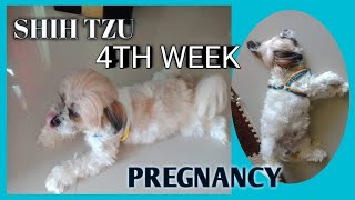 SHIH TZU 4TH WEEK OF PREGNANCY