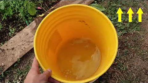 Liquid Gold Urine as Garden Fertilizer, Try it. Most Advanced Fertilizer