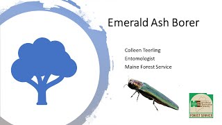 Emerald Ash Borer in Maine