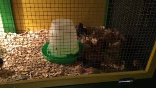 Two Week Old Rhode Island Red, Black Ameraucana and Silver Laced Wyandotte Chickens