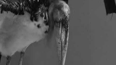 Dominic Rouse - Work in Progress Jun 08