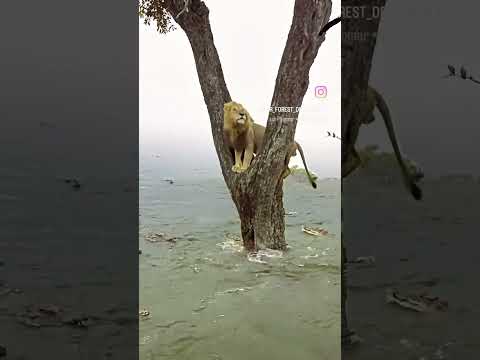 Ped ke upar Sher fansa Hua Hai #shortsfeed #shortvideo  #lion