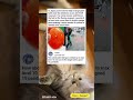 This is Catttt！laugh out loud.#funny#funnymemesvide0s #fyp  #memes