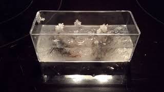 Growing Crystals - Timelapse - 01-11-2015 thru 01-17-2015