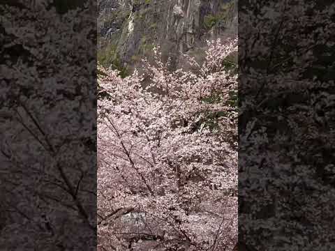 【梅レポ】 おたりの日常 vol.45