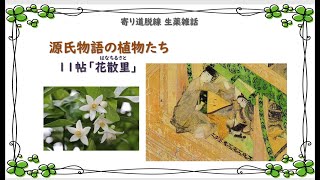 【198話】植物たちの「源氏物語」／11帖 花散里【寄り道・脱線 生薬雑話】