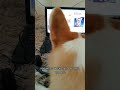 трудовые будни коржика #корги #собака #corgi #shorts