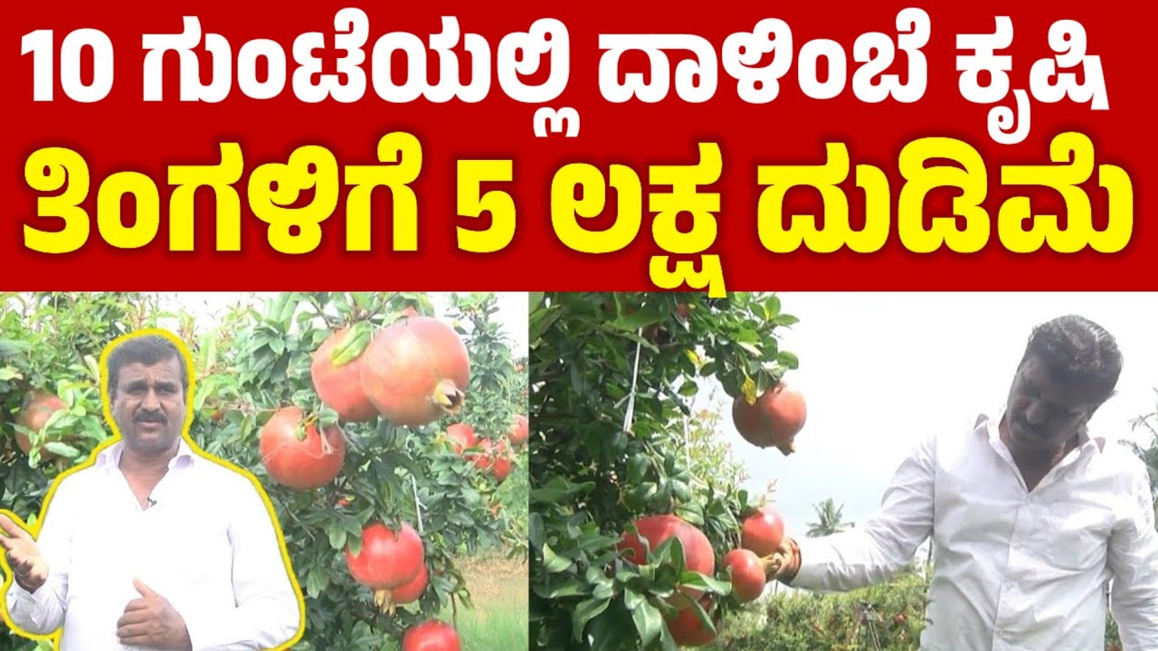 10 ಗುಂಟೆಯಲ್ಲಿ ದಾಳಿಂಬೆ ಬೆಳೆದ್ದು 5 ಲಕ್ಷ ದುಡಿಮೆ | success story