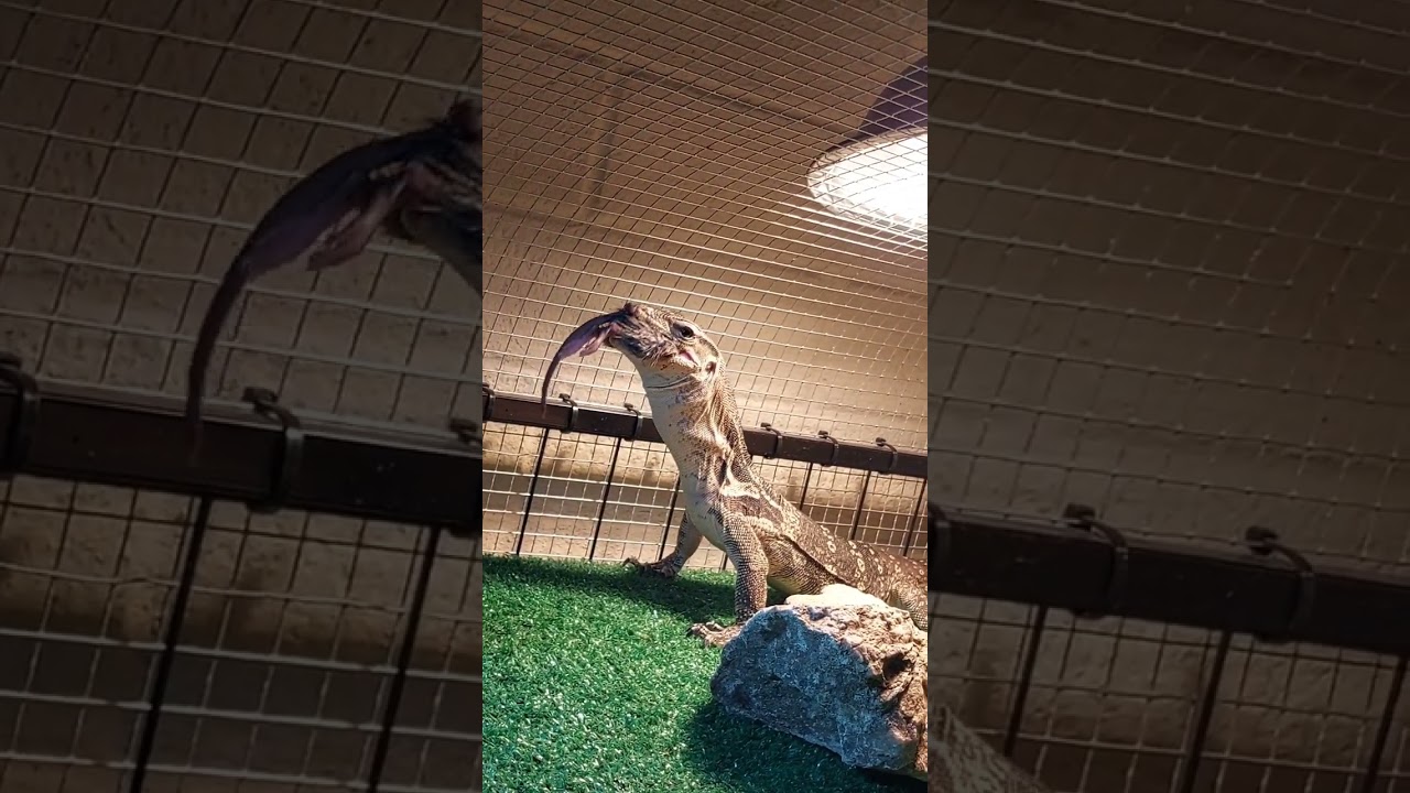 monitor lizard 1st rat feeding