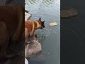 Già đầu còn bị con chó nó lừa 😂🤣 || J4F Animals #shorts #funny #meme #haihuoc #tiktok