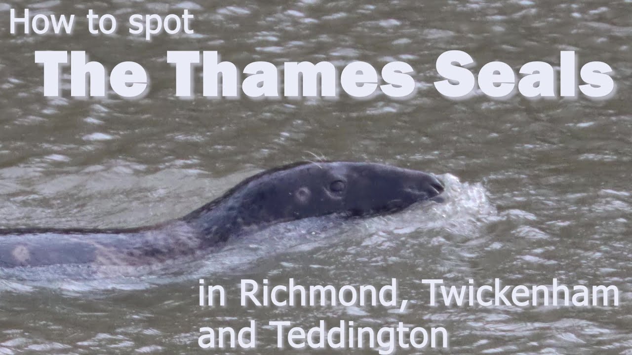 Thames Seal Spotting in Richmond, Twickenham and Teddington YouTube
